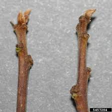 Attēlu rezultāti vaicājumam “Frangula alnus bud”