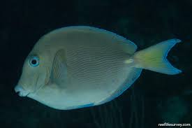 Image result for Acanthurus coeruleus