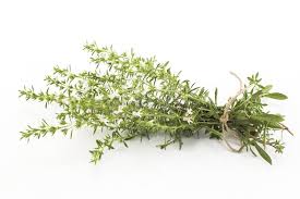 Image result for Satureja hortensis