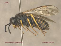 Attēlu rezultāti vaicājumam “Tenthredinidae”