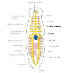 Attēlu rezultāti vaicājumam “Plathelminthes”