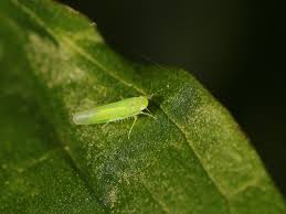 Attēlu rezultāti vaicājumam “Empoasca sp.”