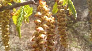 Attēlu rezultāti vaicājumam “Carpinus betulus female flower”