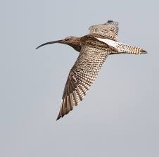 Attēlu rezultāti vaicājumam “Numenius arquata”