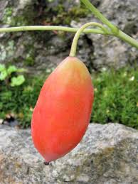 Attēlu rezultāti vaicājumam “Podophyllum hexandrum fruit”
