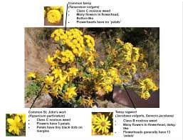 Attēlu rezultāti vaicājumam “Tanacetum vulgare flower”