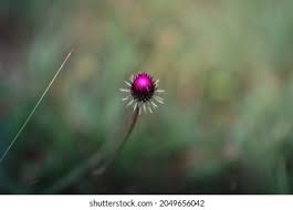 Image result for Alpendistel