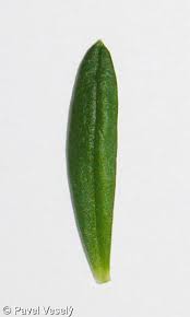 Attēlu rezultāti vaicājumam “Polygala vulgaris leaf”