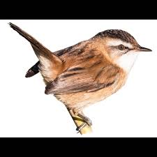 Image result for Acrocephalus aedon