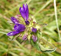 Image result for Campanula lingulata