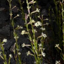 Attēlu rezultāti vaicājumam “Silene tatarica”
