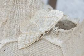 Attēlu rezultāti vaicājumam “Cabera exanthemata”