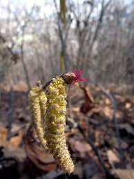 Attēlu rezultāti vaicājumam “Corylus avellana male flower”