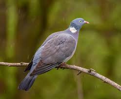 Attēlu rezultāti vaicājumam “Columba palumbus”