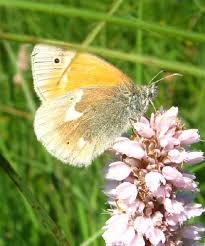 Attēlu rezultāti vaicājumam “Coenonympha tullia underside”