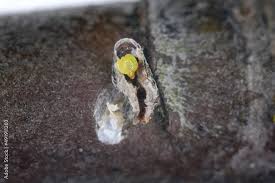 Attēlu rezultāti vaicājumam “Lepidosaphes ulmi”