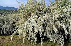 Attēlu rezultāti vaicājumam “Berberis thunbergii flower”