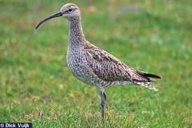 Attēlu rezultāti vaicājumam “Numenius phaeopus adult”