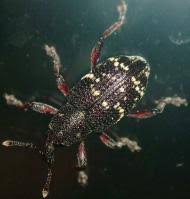 Attēlu rezultāti vaicājumam “Hylobius pinastri”