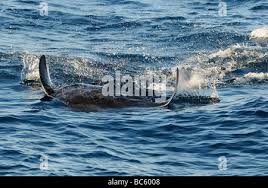 Image result for Mobula thurstoni