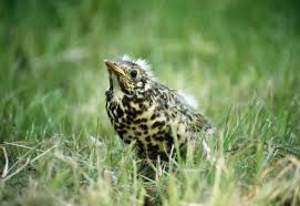 Attēlu rezultāti vaicājumam “Turdus viscivorus juvenile”