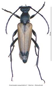 Attēlu rezultāti vaicājumam “Anastrangalia sanguinolenta”