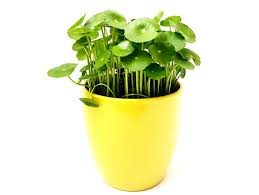 Attēlu rezultāti vaicājumam “Hydrocotyle vulgaris leaf”