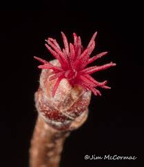 Attēlu rezultāti vaicājumam “Corylus avellana female flower”