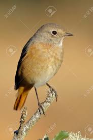 Attēlu rezultāti vaicājumam “Phoenicurus phoenicurus”