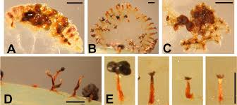 Attēlu rezultāti vaicājumam “Physarum conglomeratum spores”