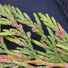 Attēlu rezultāti vaicājumam “Diderma cingulatum sessile”