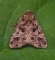 Attēlu rezultāti vaicājumam “Hadena rivularis”