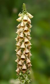 Image result for Digitalis ferruginea