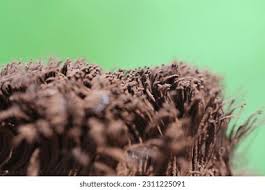 Attēlu rezultāti vaicājumam “Stemonitis fusca spores”