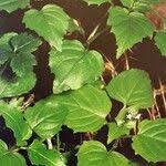 Attēlu rezultāti vaicājumam “Circaea alpina leaf”