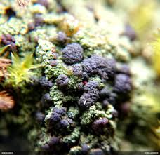 Attēlu rezultāti vaicājumam “Bilimbia tetramera”