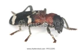 Attēlu rezultāti vaicājumam “Thanasimus formicarius”