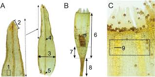 Attēlu rezultāti vaicājumam “Orthotrichum affine var. affine”