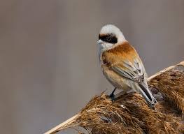 Image result for Remiz pendulinus