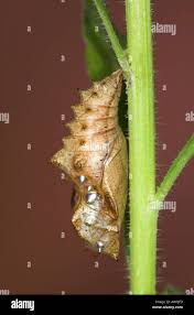 Attēlu rezultāti vaicājumam “Argynnis paphia pupa”