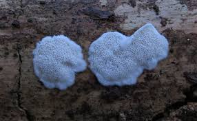 Attēlu rezultāti vaicājumam “Postia sericeomollis”