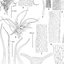 Attēlu rezultāti vaicājumam “Oxystegus tenuirostris”