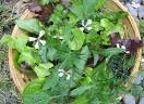 cooking with herbs