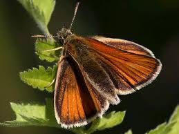 Attēlu rezultāti vaicājumam “Thymelicus lineola male”