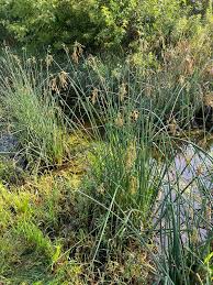 Attēlu rezultāti vaicājumam “Schoenoplectus lacustris subsp. glaucus fruit”