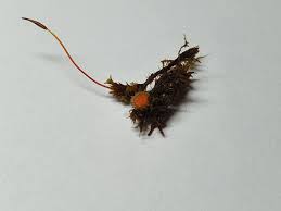 Attēlu rezultāti vaicājumam “Lamprospora tortulae-ruralis”