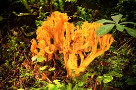 Attēlu rezultāti vaicājumam “Ramaria flava”