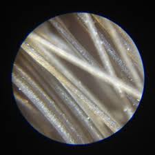 Image result for human hair microscope image