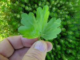 Attēlu rezultāti vaicājumam “Ranunculus sceleratus leaf”