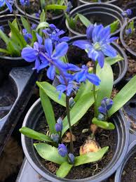 Attēlu rezultāti vaicājumam “Scilla siberica”